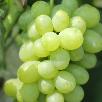 当季绿葡萄新鲜有籽青葡萄应季非阳光玫瑰葡萄生鲜水果5斤
