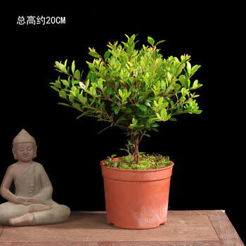 小叶赤楠盆景造型老桩金丝楠木树苗黄杨阳台书房植物微型耐寒盆栽小号