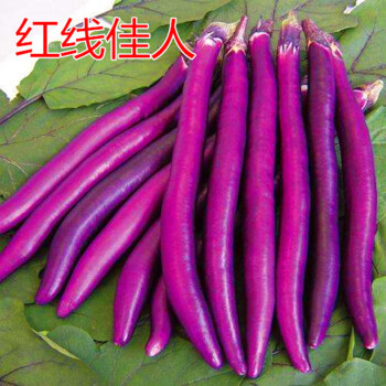 紫长茄子种子杭茄细茄种籽线茄高产早熟抗病播种红线佳人红线佳人1000