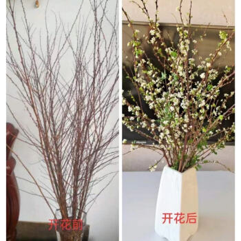 涞思芊涞思芊轻奢涞思芊雪柳干枝遇水开花耐寒鲜花水培花卉干枝花