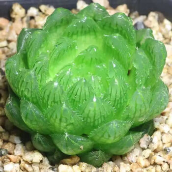 樱水晶玉露多头群生多肉植物盆栽新手好养老桩肉肉植物批发室内花樱