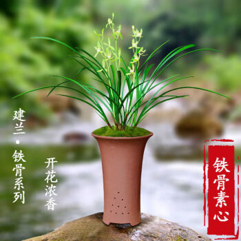 亏本价兰花铁骨素心四季兰经典素心浓香兰花苗铁骨素心6苗连体