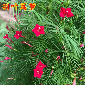 羽叶茑萝种子爬藤花卉种籽五角星花夏季易种阳台盆栽