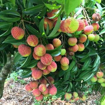 果树苗 盆栽庭院南方种植广西荔枝苗 2年苗妃子笑(早熟品种