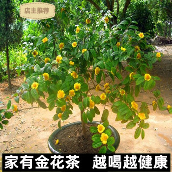 名贵金花茶树苗盆栽防城金花茶四季花卉植物庭院室外室内金茶花苗1颗