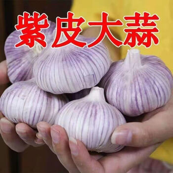 优选2021年正宗山东紫皮干大蒜头干蒜5斤装大祘紫皮红香蒜带箱10斤