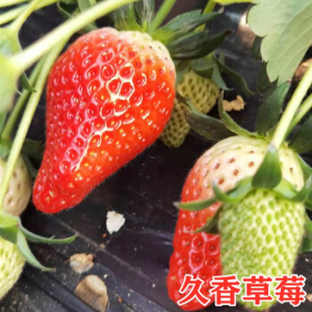 四季草莓苗盆栽带土 带花带果食用牛奶草莓秧南北方