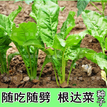 根达菜种子劈菜牛皮菜厚皮菜莙荙菜多次采收特色蔬菜种孑农家菜籽10包