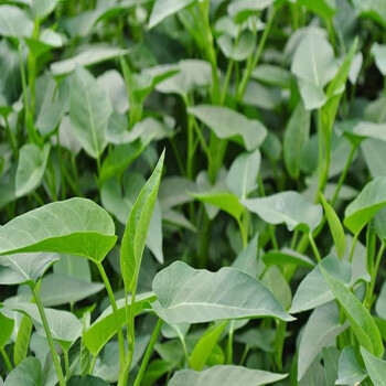 大叶空心菜种子四季播菜籽阳台盆栽家庭院可水培蔬菜种孑青菜种籽大叶