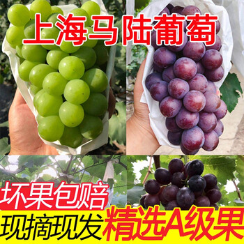 jd空运冷链马陆葡萄上海巨峰葡萄新鲜孕妇水果马路巨峰葡萄带箱礼盒10