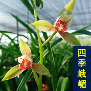 盆栽花卉,兰花苗大花蕙兰墨兰花卉盆栽绿植室内植物四季兰建兰盆景 四