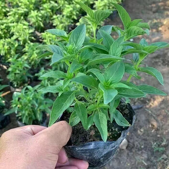 九层塔盆栽食用主厨房食用九层塔潮汕金不换盆栽罗勒植物香料甜罗勒苗
