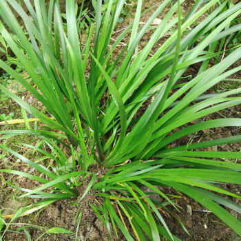 贵州新鲜五香草茴香菖蒲随手香卤料牛羊肉鱼鸡骨汤三赖叶香料茴香菖蒲