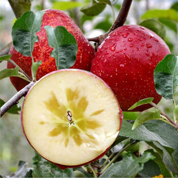 云南昭通丑苹果冰糖心新鲜水果甜脆红富士苹果10斤整箱孕妇食用大果