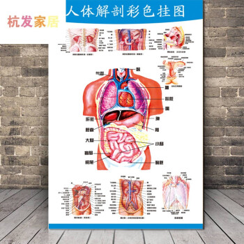 医学人体器官分布图骨骼内脏解剖图医院泌尿系统耳鼻喉骨盆示意图3