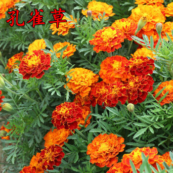 孔雀草种子混色四季易活复色小万寿菊花籽观赏阳台盆栽室外花种子花乡