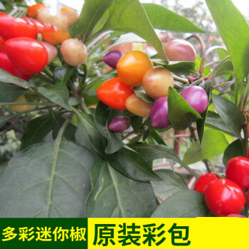 五彩椒种子七彩辣椒种籽朝天椒辣椒种孑蔬菜种苗小米盆栽南方多彩椒