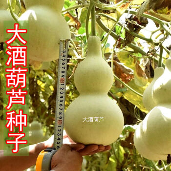 葫芦种子巨型酒仙葫芦瓜种子特大酒葫芦庭院阳台盆栽爬藤蔬菜种子大
