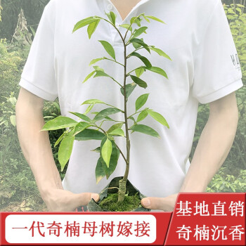 名贵绿奇楠沉香树苗正宗海南沉香苗木南北方庭院绿植物种植项目绿奇楠