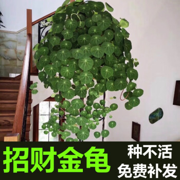 稳匠山乌龟盆栽金不换爬藤趣味植物盆景多肉植物块根办公室绿植花卉