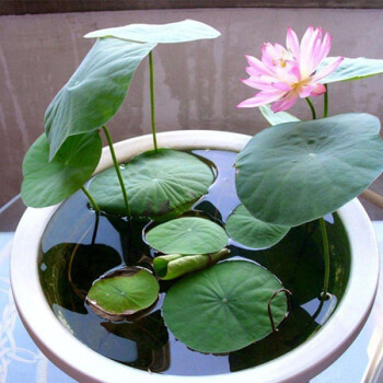 水培植物碗莲种子套餐迷你睡莲花种子四季种水生荷花绿植花卉盆栽 20