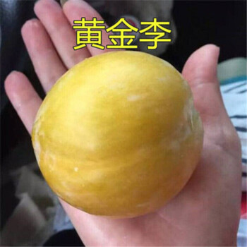 树苗果树苗南方北方种植庭院果苗李子苗盆栽地栽当年结果黄金李3年苗