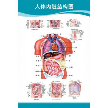 医院科室挂图医院科室头部脑神经人体解剖结构示意图大脑血液循环医学