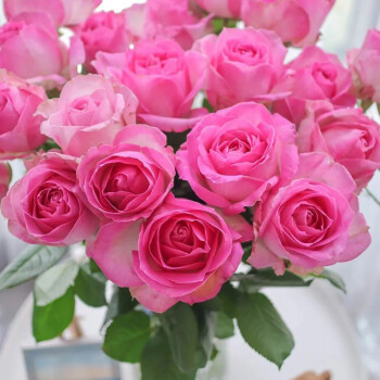 花集配单头玫瑰等级糖果雪山桃红色20支扎云南昆明基地直发鲜花速递花