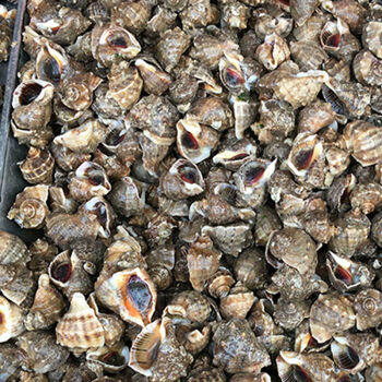 海螺鲜活小海螺大海螺新鲜青岛特产海鲜水产贝类1314个左右斤半斤不够