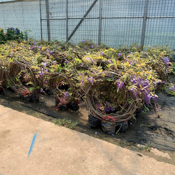 紫藤花树苗爬藤植物庭院凌霄围墙开花盆栽花苗绿植花卉藤蔓紫藤萝紫