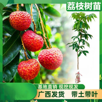 冰荔荔枝树苗荔枝王苗嫁接果树苗挂绿无核桂味妃子笑南方四季种植5年