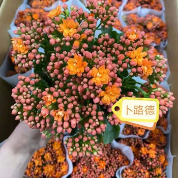 稀有长寿花盆栽重瓣四季开花客厅阳台带花带花苞室内花卉130卜路德带