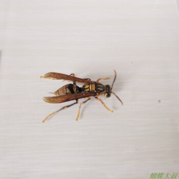 标本蝴蝶标本昆虫标本真虫独立盒包装学校幼儿园教学生物黄蜂约马蜂