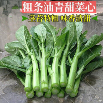 绿菜心种子红薹菜四季蔬菜种子红苔菜菜籽庭院菜园农田蔬菜种子油清甜