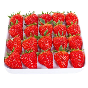 奶油草莓新鲜冬牛奶草莓甜草莓应季水果现摘现发每日限100件带箱两斤