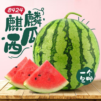 橙伯乐现摘甜王8424新鲜西瓜头茬冰糖麒麟西瓜皮薄多汁整箱一颗限购