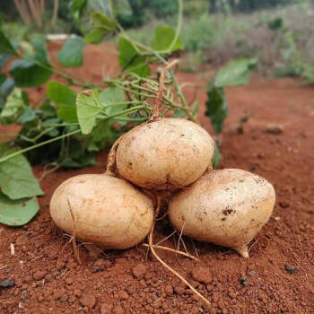 广西新鲜凉薯地瓜沙葛现挖地萝卜农家自种白地瓜土瓜应季水果1斤净重