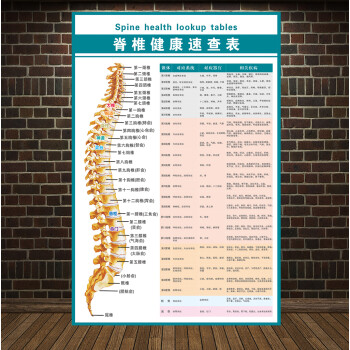 人体椎间盘常见病变颈椎脊椎息图骨骼挂图医院腰椎间盘突出墙贴 脊椎
