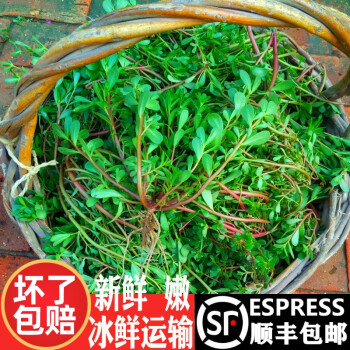 顺丰马齿苋菜新鲜马齿菜马蜂菜野生马苋菜马齿笕蚂蚱菜14斤元旦新年