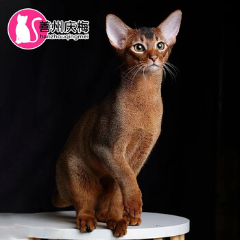 善州庆梅 阿比西尼亚猫幼猫纯种活体红阿比蓝阿比短毛猫宠物猫咪可上