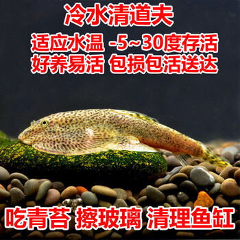 冷水清道夫贵州爬岩鳅琵琶鱼工具鱼清道夫擦玻璃耐寒清洁鱼缸活体贵州