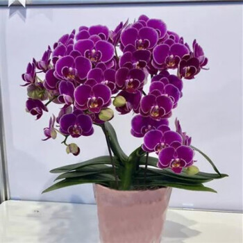 精品大花蝴蝶兰盆栽花苗植物室内兰花花卉绿植盆景新品种当年开花5年