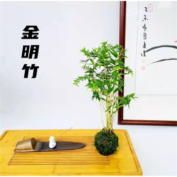 观音竹红观音竹米竹佛肚竹金明竹日本红寒竹微型盆景竹子菖蒲室内金明