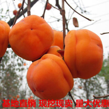 盆栽地栽南方北方种植果树苗无核柿子苗日本甜柿 2年嫁接苗(品种留言)