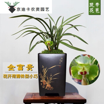 兰花苗春兰矮种金边艺冬带花苞出售室内好养花卉盆栽绿植1棵4苗连体