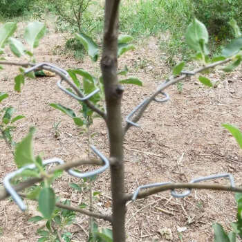 果树拉枝神器苗木定型器通用m型别枝器s扣开角器压枝弯枝夹s型10厘米