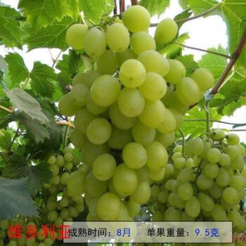 无核马奶提子葡萄苗大新疆无籽白牛奶葡萄树苗盆栽爬藤四季种植