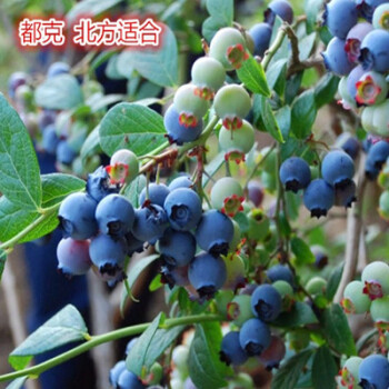 蓝莓苗盆栽庭院各种阳台小水果树苗室内南方北方地栽种植四季结果都克