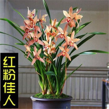 兰花苗虎头兰浓香出售红色黄色大花好养兰花苗花卉盆栽佳人一方57苗