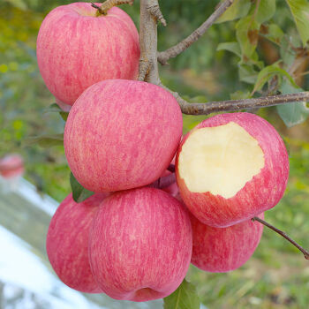 精选生鲜陕西洛川红富士苹果新鲜水果59斤冰糖心脆甜多汁洛川高品质